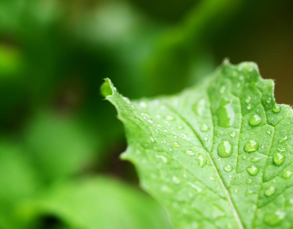 Hoja verde con gotas de agua de cerca
 - Foto, imagen