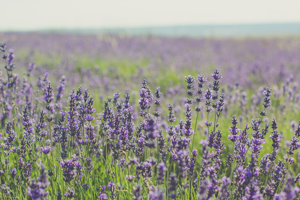 Фиолетовое лавандовое поле в Крыму
 - Фото, изображение