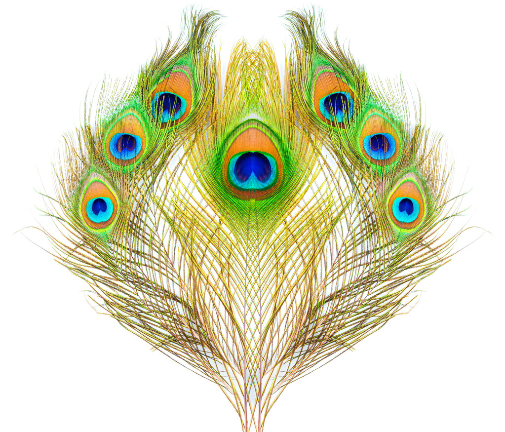 分離された孔雀の羽がカラフルな模様 - 写真・画像
