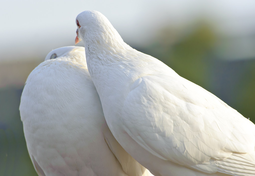2 つの愛情のある白い鳩 - 写真・画像