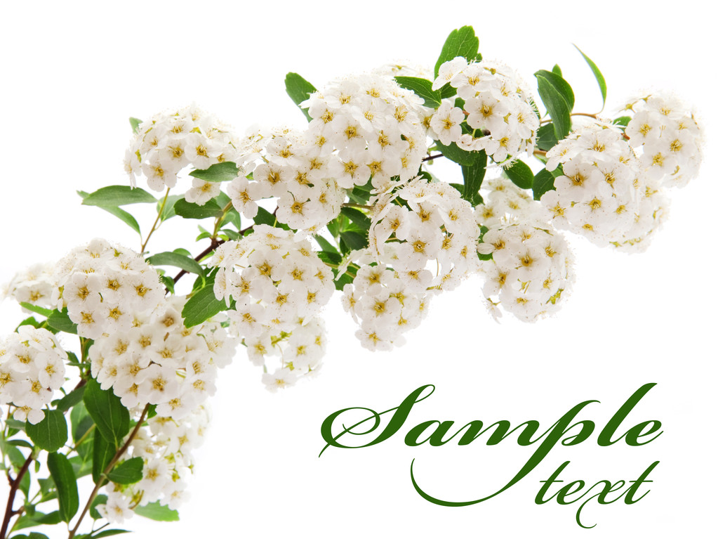 Rama de flores blancas
 - Foto, Imagen