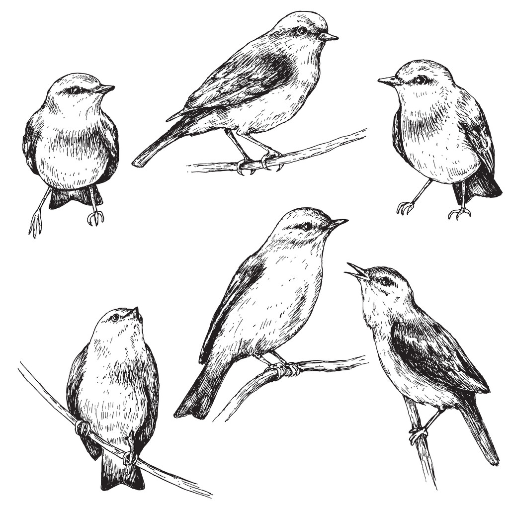 Conjunto de pássaros sentados desenhados à mão
 - Vetor, Imagem