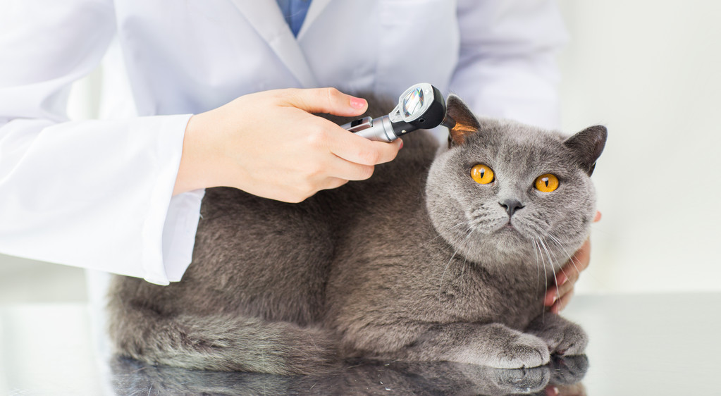 primer plano del veterinario con otoscopio y gato en la clínica
 - Foto, imagen