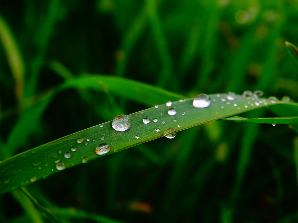 Волога трава після дощу
 - Фото, зображення