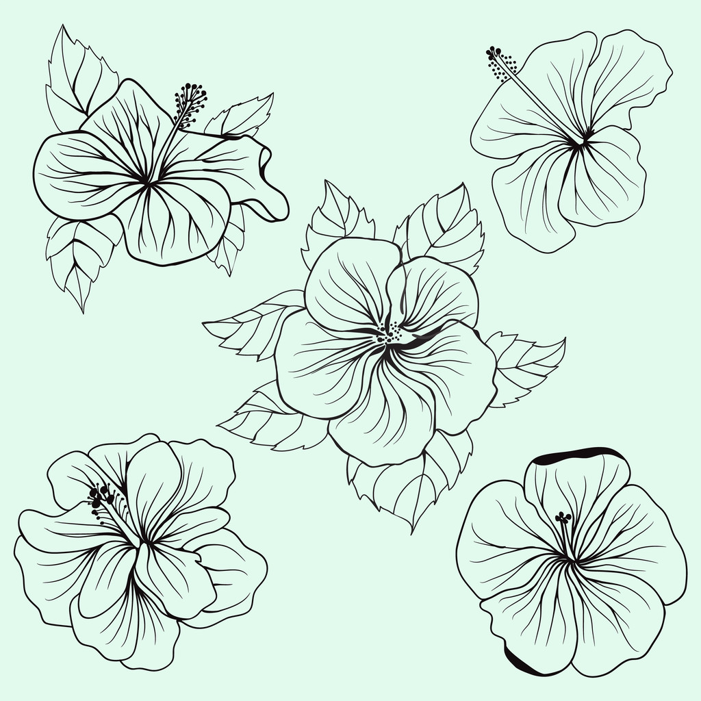 Набор Гавайских цветов гибискуса, листьев
  - Вектор,изображение