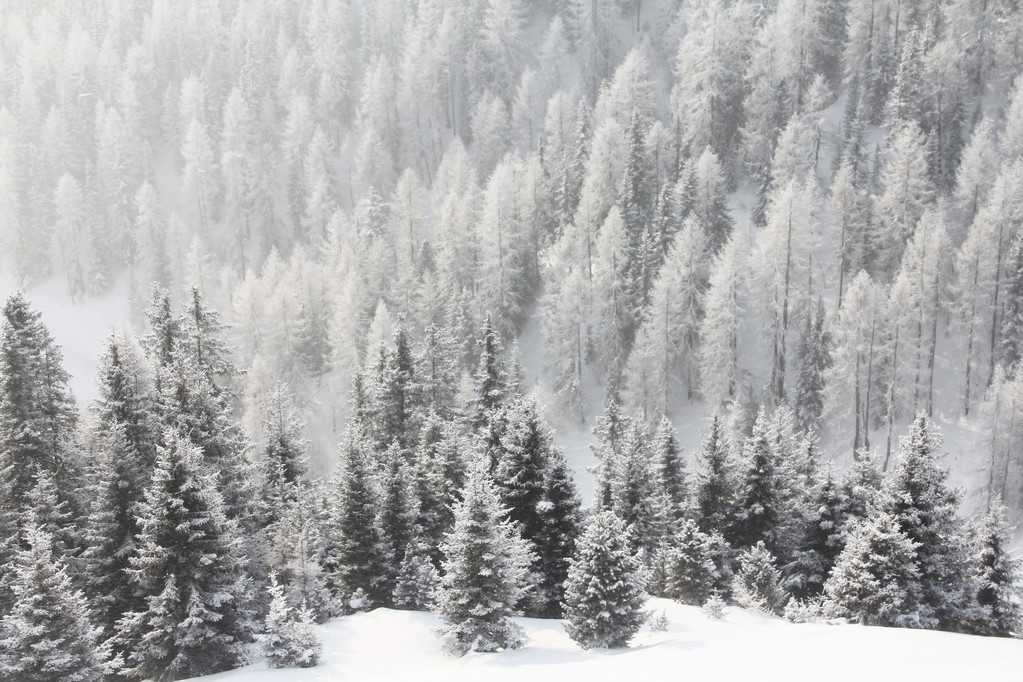 Floresta de montanha no inverno
 - Foto, Imagem