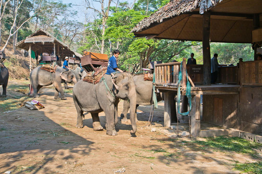 Thai persone su elefanti aspettare per i turisti
 - Foto, immagini