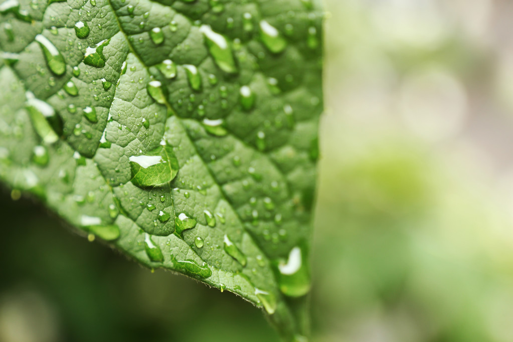 πράσινο φρέσκο φύλλο - Φωτογραφία, εικόνα
