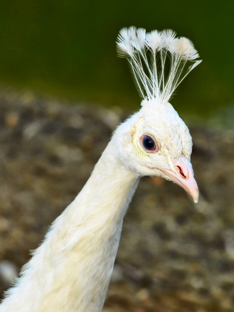 Hoofd van witte jonge Peacock met Feather kroon. - Foto, afbeelding