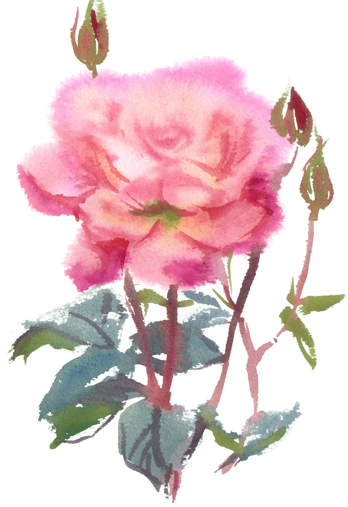 акварельные розовые розы
 - Фото, изображение
