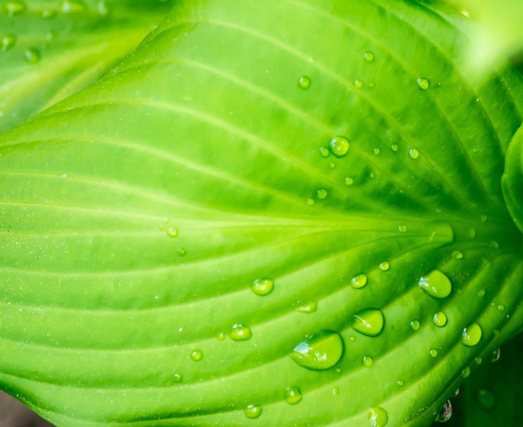 Зеленый лист с капельками воды на фоне текстуры солнечного света макрос крупным планом
 - Фото, изображение