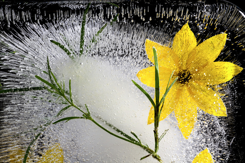 Η σύνθεση του κίτρινα λουλούδια, κατάψυξη σε πάγο. - Φωτογραφία, εικόνα