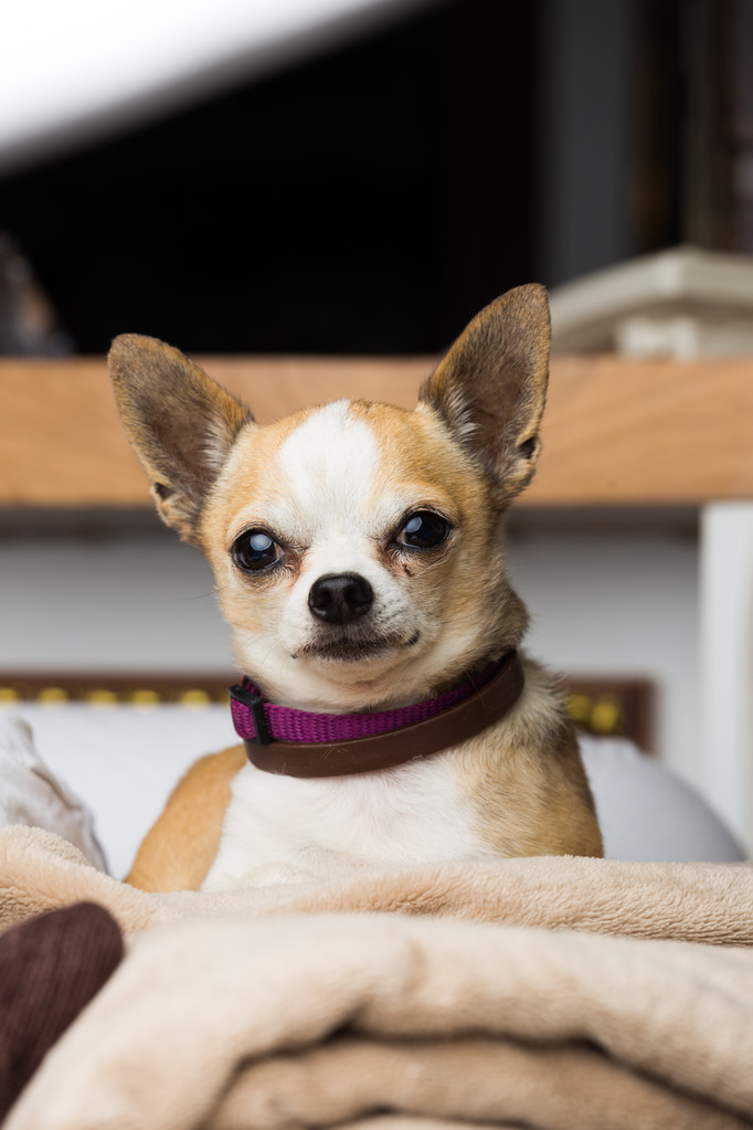 Маленька чихуахуа собака
  - Фото, зображення