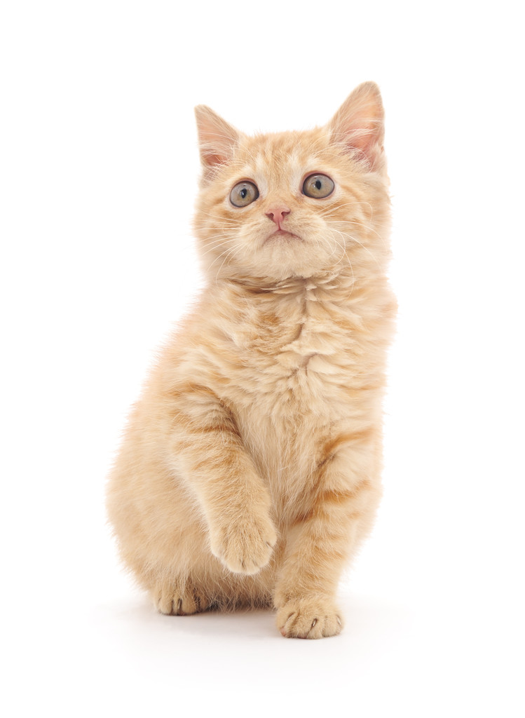 izole kahverengi yavru kedi. - Fotoğraf, Görsel