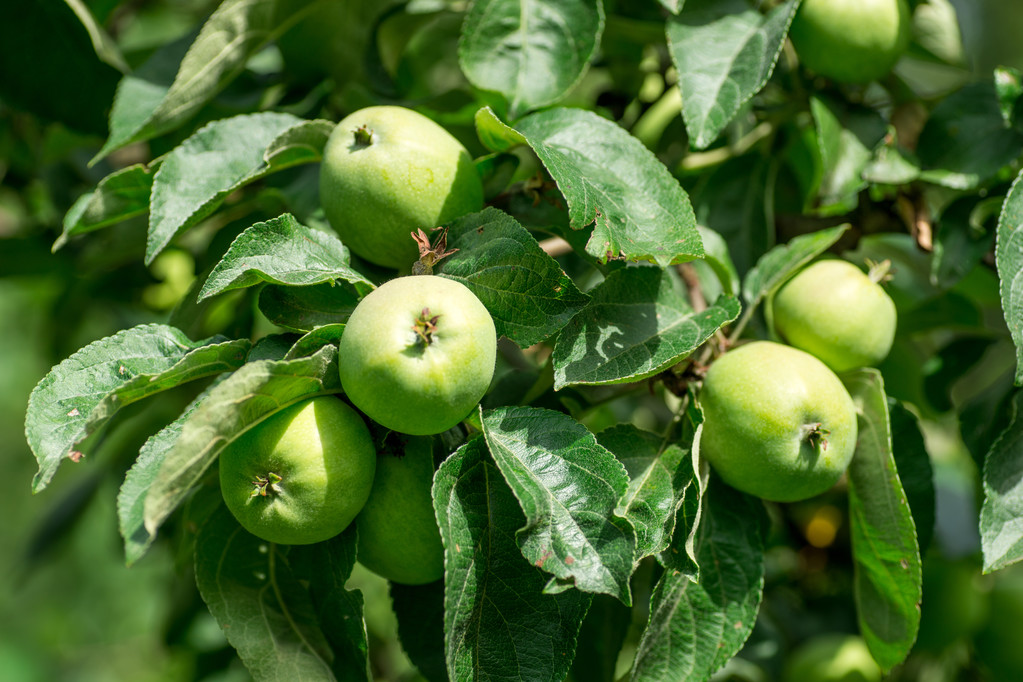 яблука на дереві
 - Фото, зображення