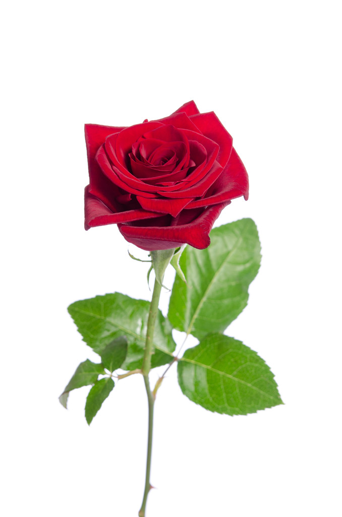 beautiful  red rose isolated on white background - Photo, Image