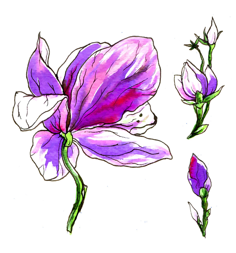 ピンク紫モクレンの花の花 - 写真・画像