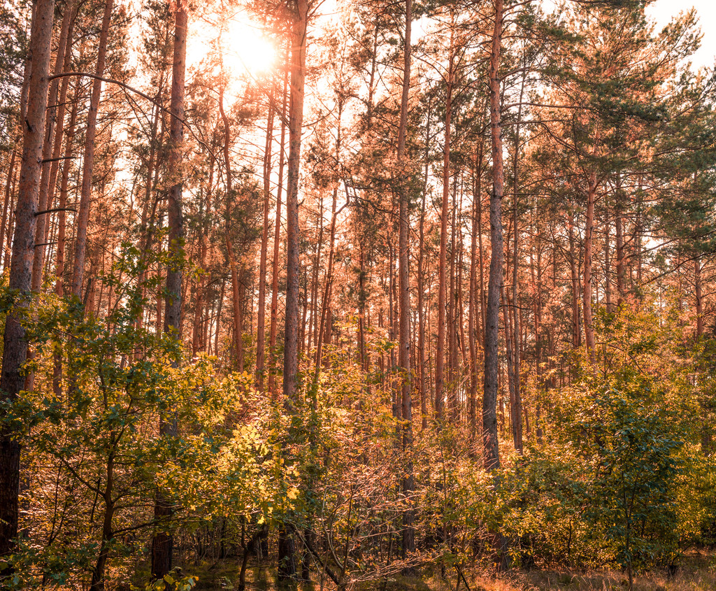 Лісовий ландшафт на падіння в Instagram стиль обробки - Фото, зображення