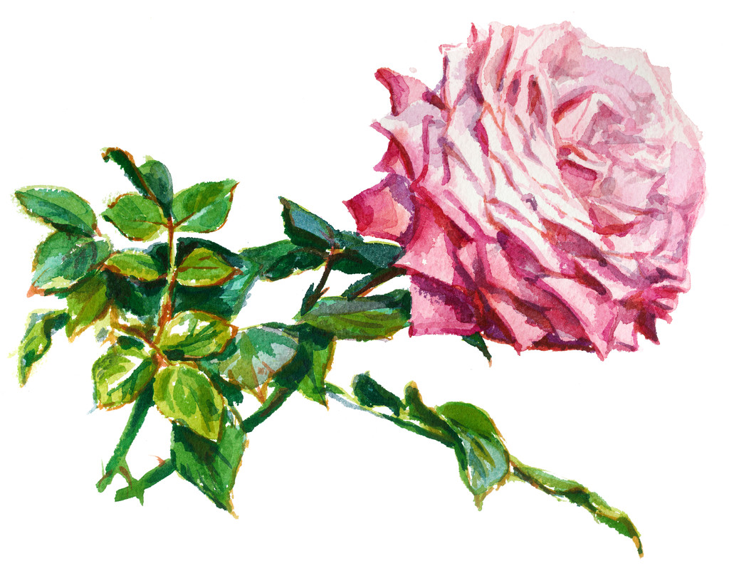  rosa rosa, acuarela
 - Foto, imagen
