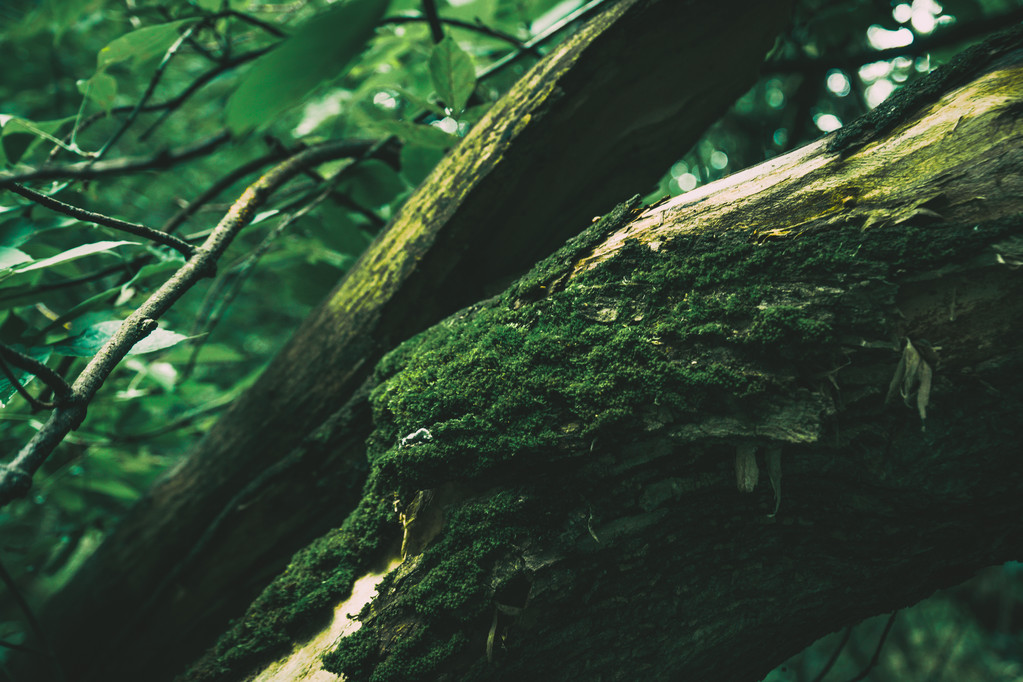 πράσινα βρύα στο δέντρο - Φωτογραφία, εικόνα