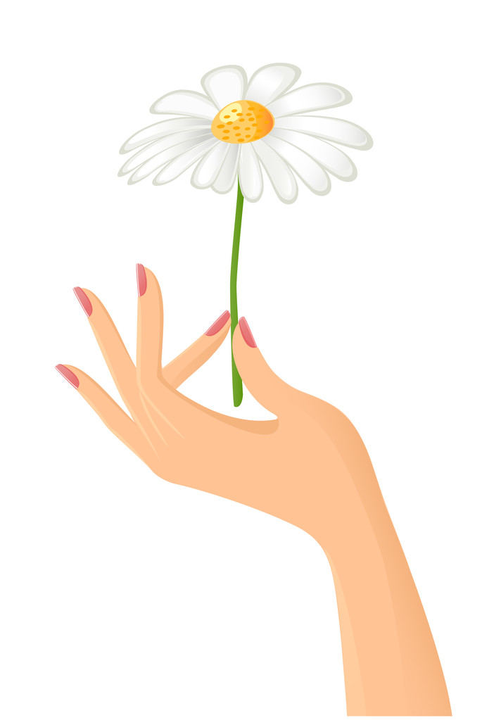 weibliche Hand mit Kamille. Vektor-Illustration - Vektor, Bild