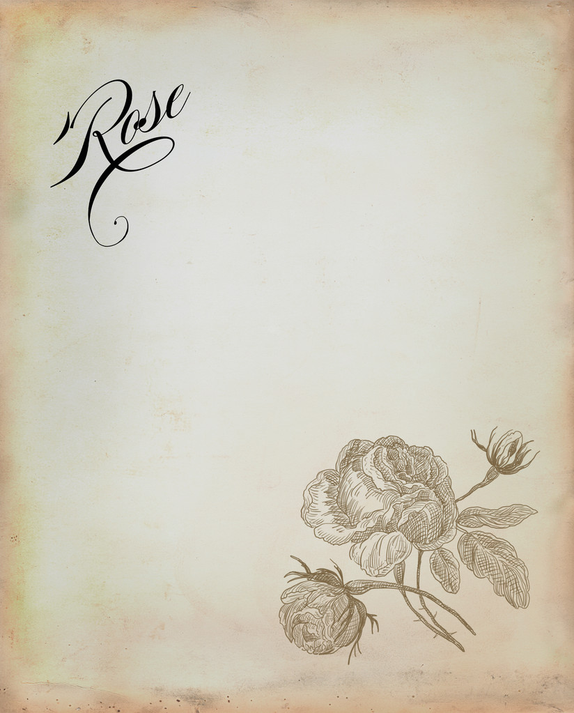 Ilustración rosa vieja
 - Foto, Imagen