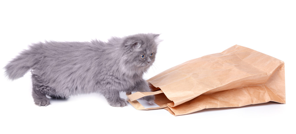 Schattig kitten en papieren zakje - Foto, afbeelding
