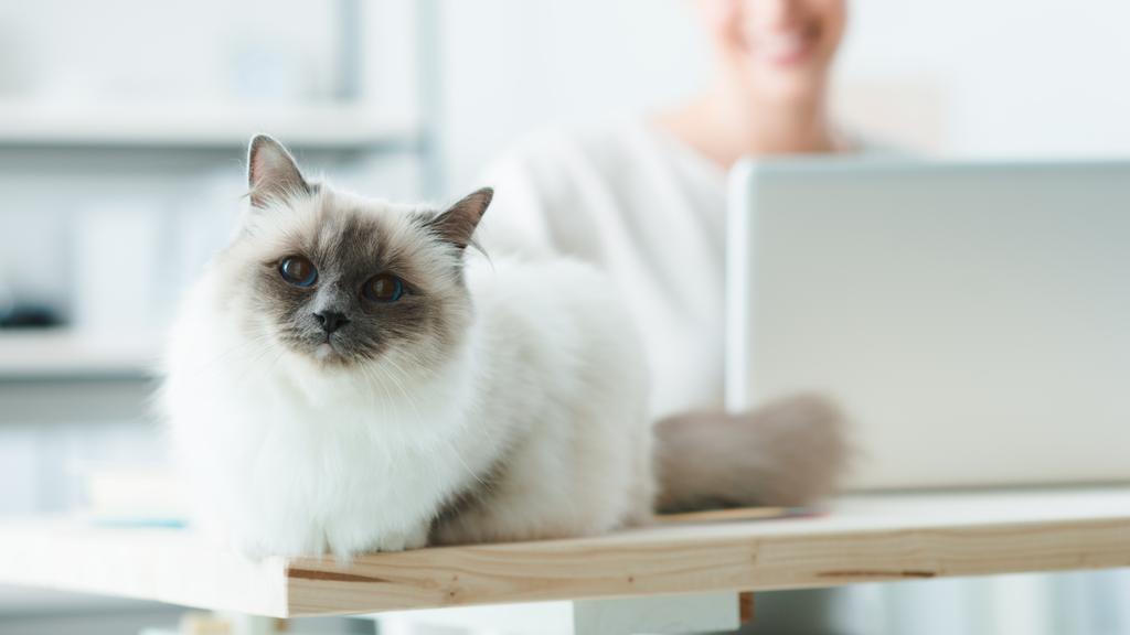 lovely cat on a desktop - Photo, Image