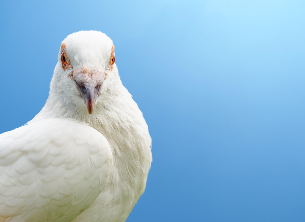 ptak biały gołąb na szarym tle - Zdjęcie, obraz