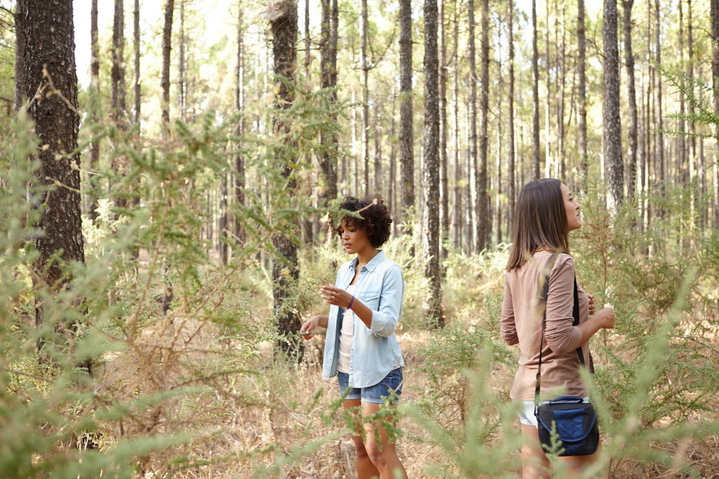 dwie dziewczyny zwiedzania lasu sosnowego - Zdjęcie, obraz