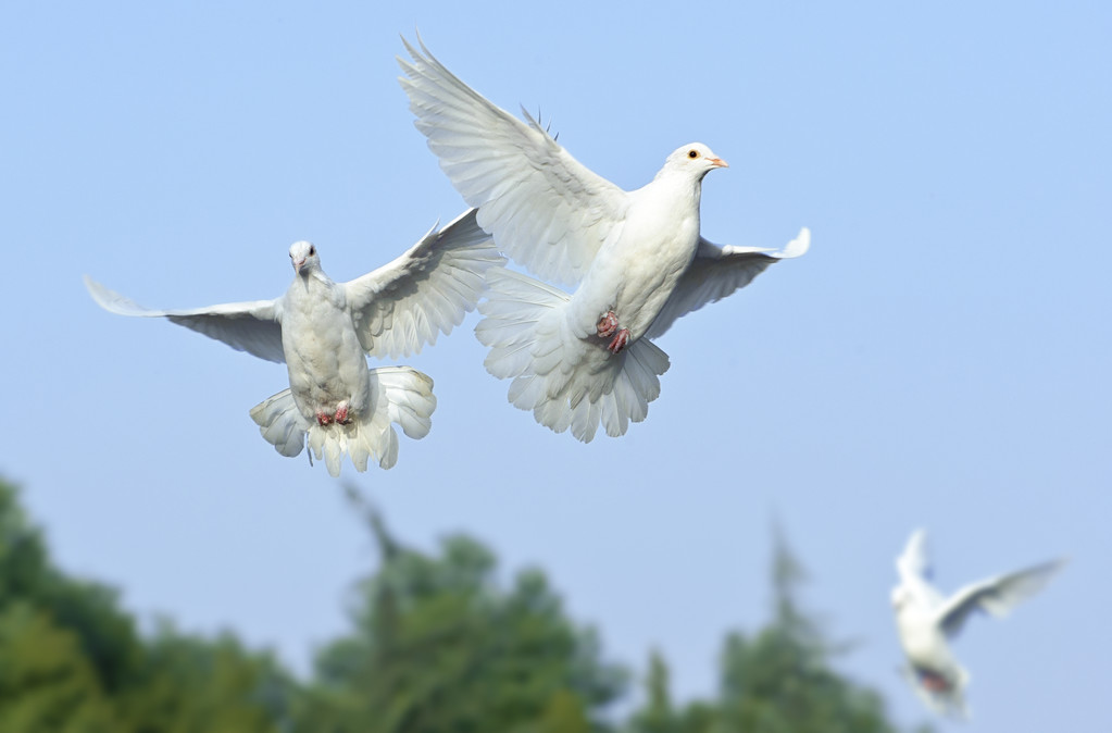 Paloma blanca en vuelo libre bajo el cielo azul
 - Foto, imagen