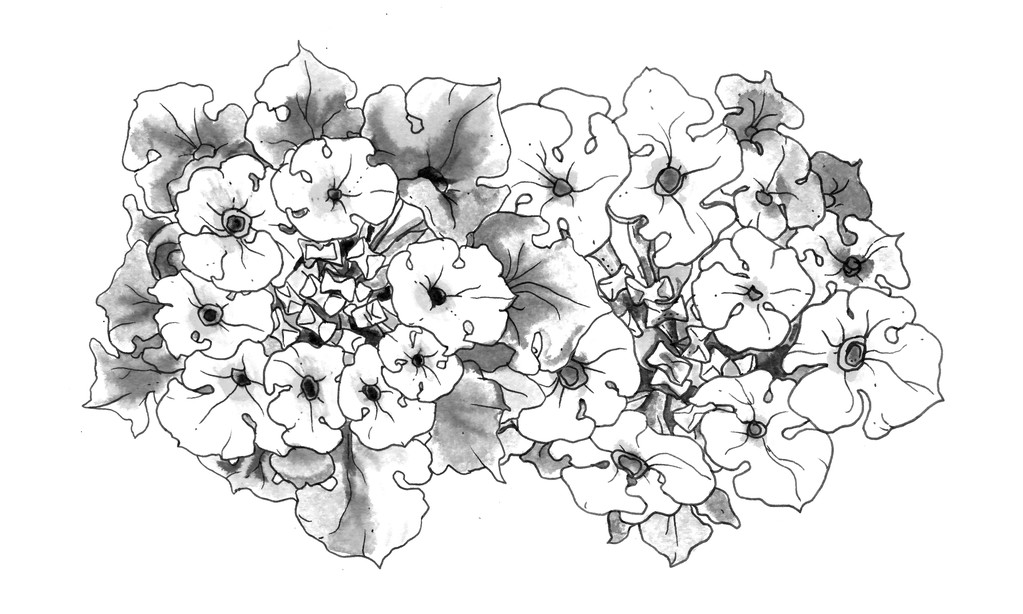 Conjunto com flores tropicais decorativas
 - Foto, Imagem