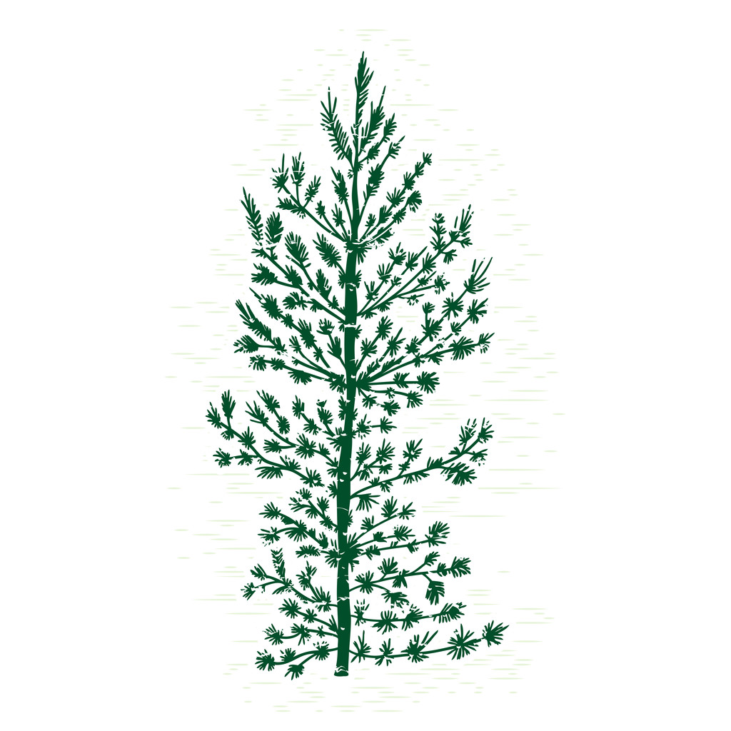 Hand getekende silhouet van naaldboom - Vector, afbeelding