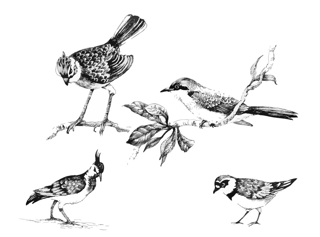 Дикі екзотичні птахи
  - Вектор, зображення