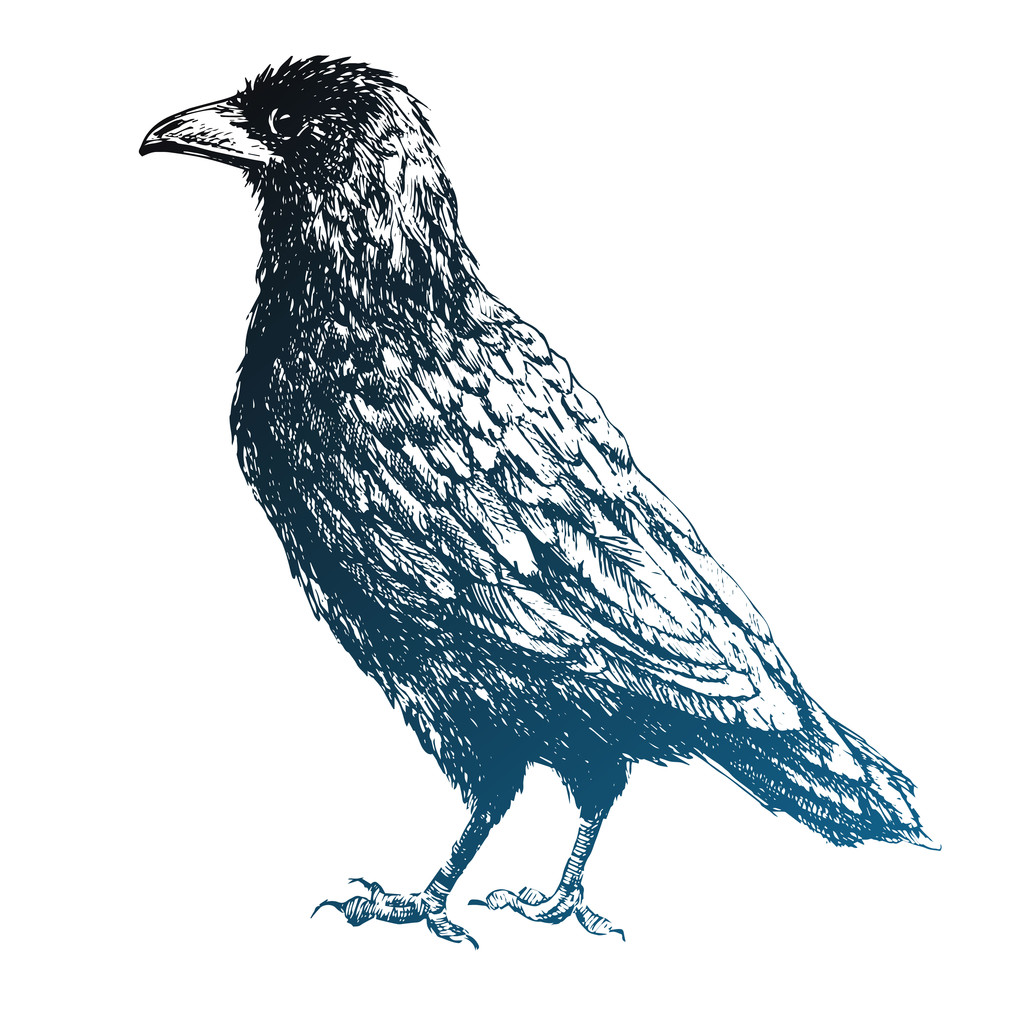 Belo corvo vetorial
 - Vetor, Imagem