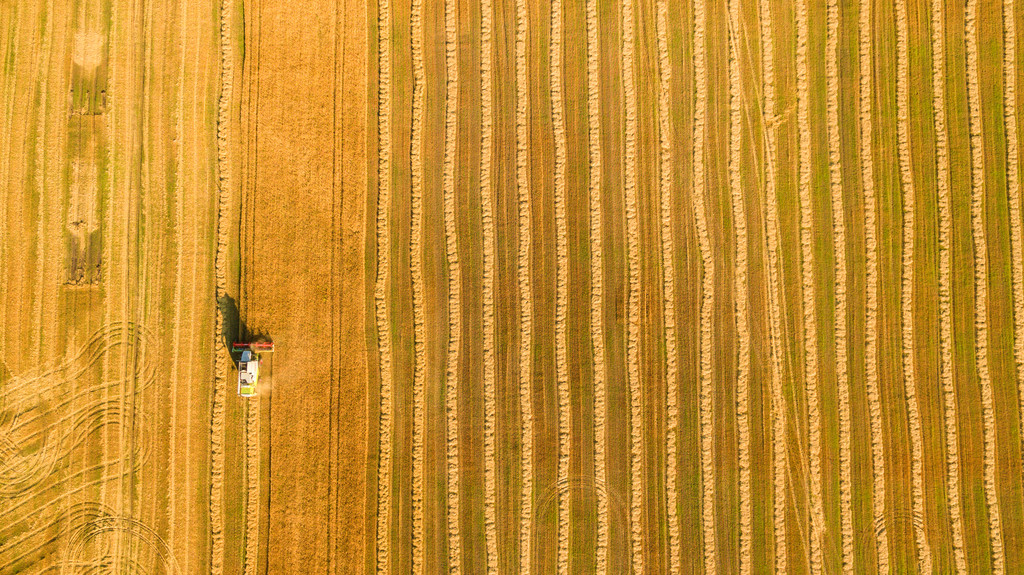Харвестер работает в поле и косит пшеницу. Украина. Вид с воздуха
. - Фото, изображение