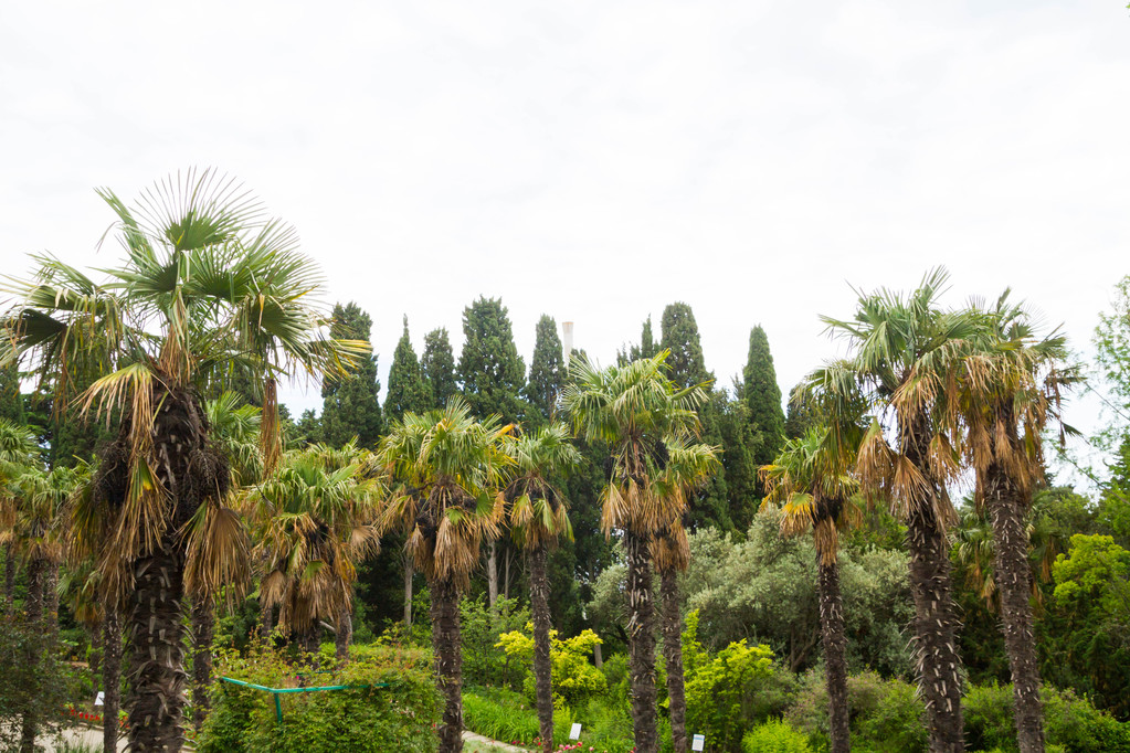 Palm δρομάκι το καλοκαίρι στο βοτανικό κήπο - Φωτογραφία, εικόνα