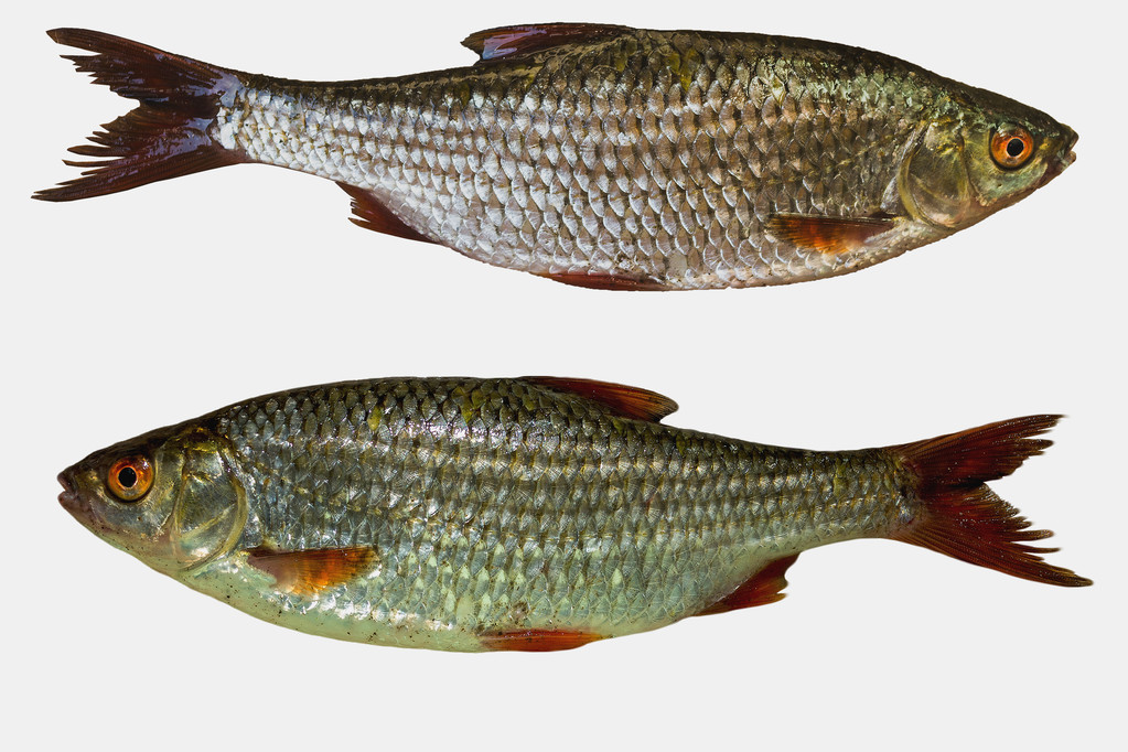 Due pesci roech
  - Foto, immagini