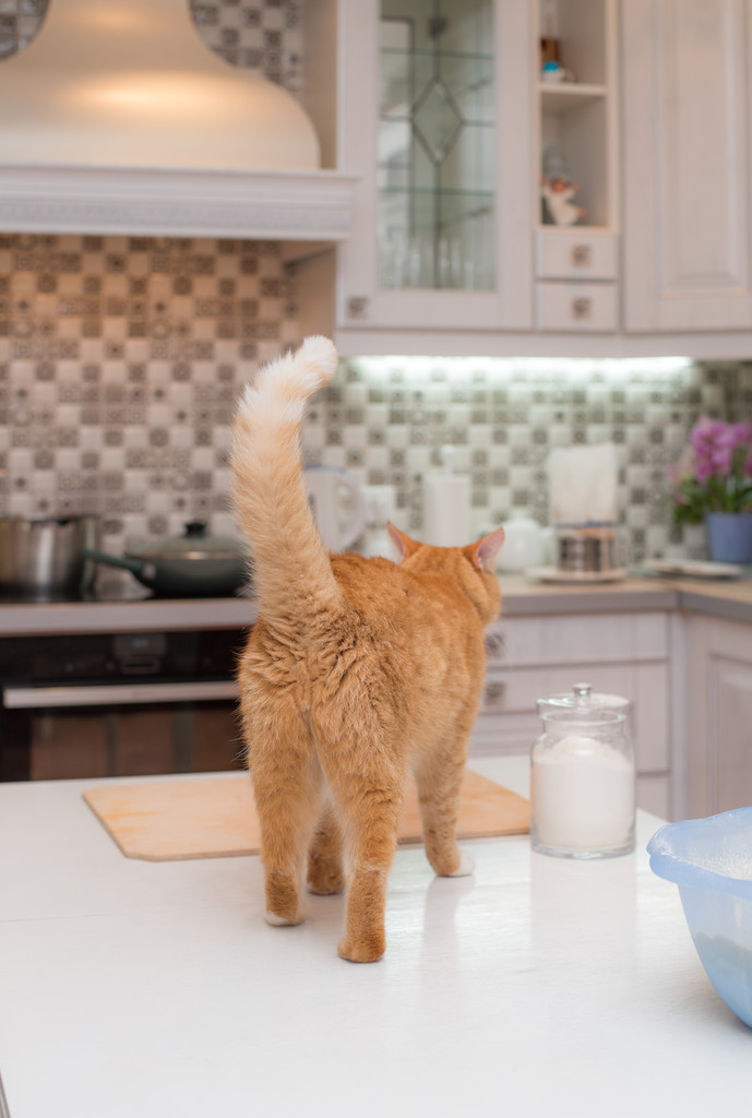 Le chat rouge est sur la table de cuisine
 - Photo, image
