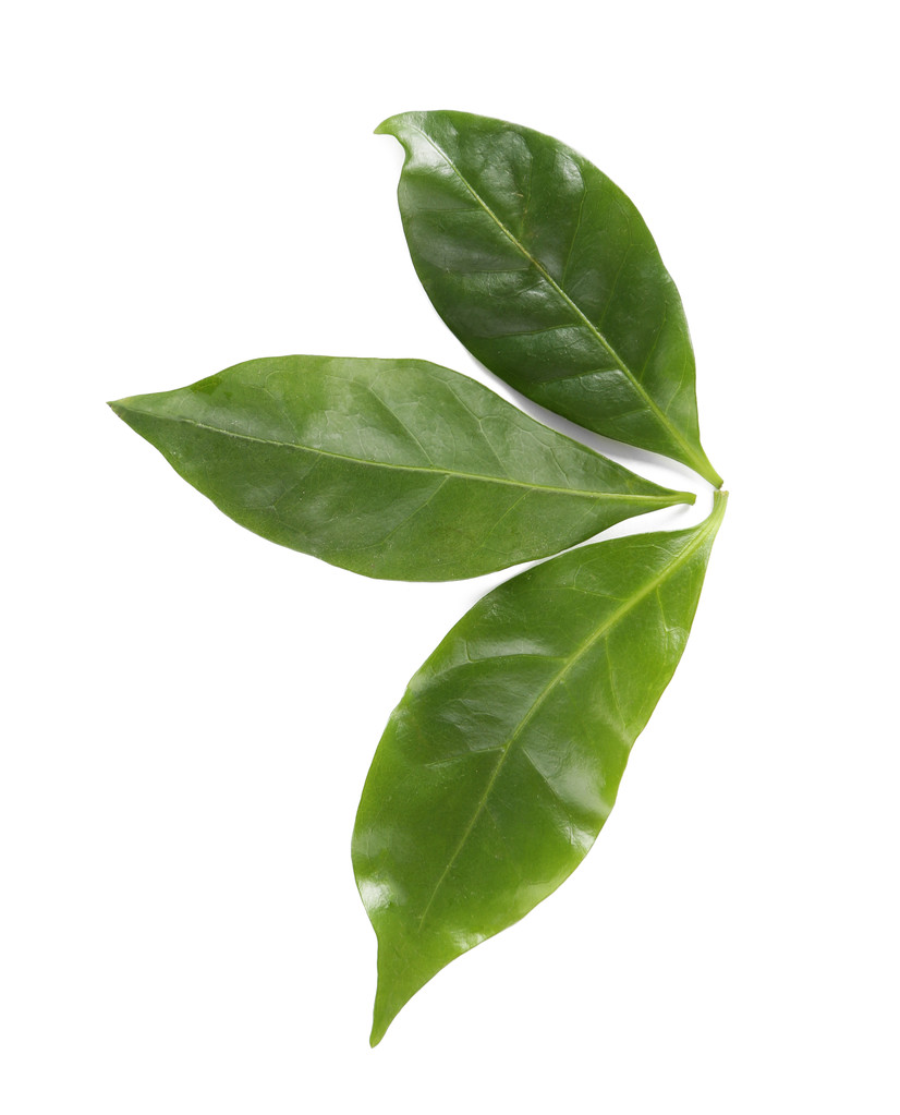 зелений кава листя
 - Фото, зображення