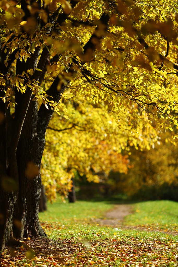 Árboles de otoño
 - Foto, Imagen