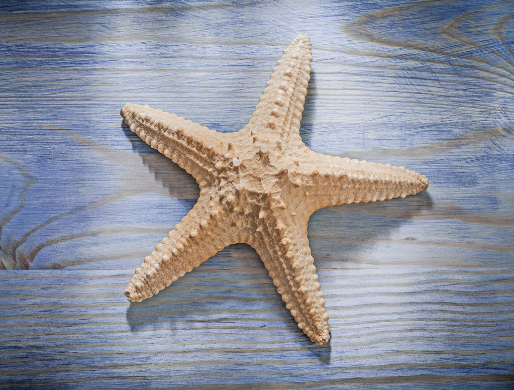 étoile de mer sur planche en bois
  - Photo, image