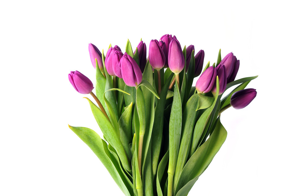 Tulipanes violetas
 - Foto, imagen