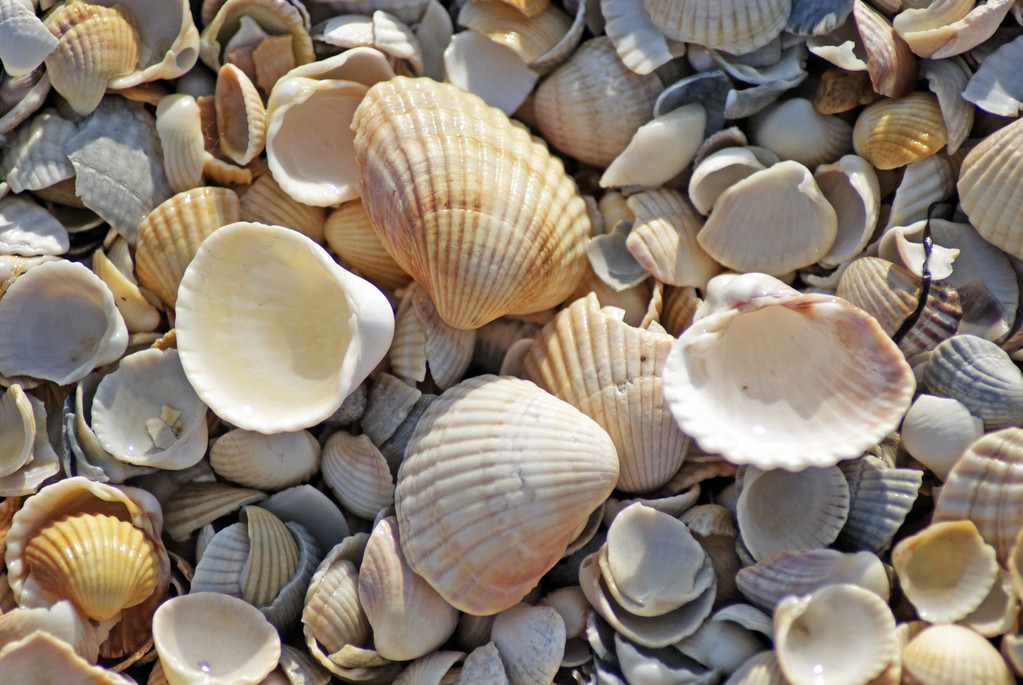 coquille de plage mer
 - Photo, image