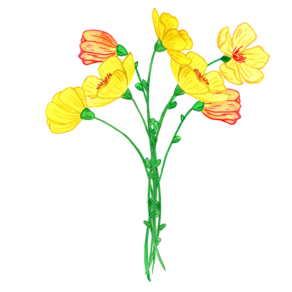 watercoolor desenho flores amarelas
 - Foto, Imagem