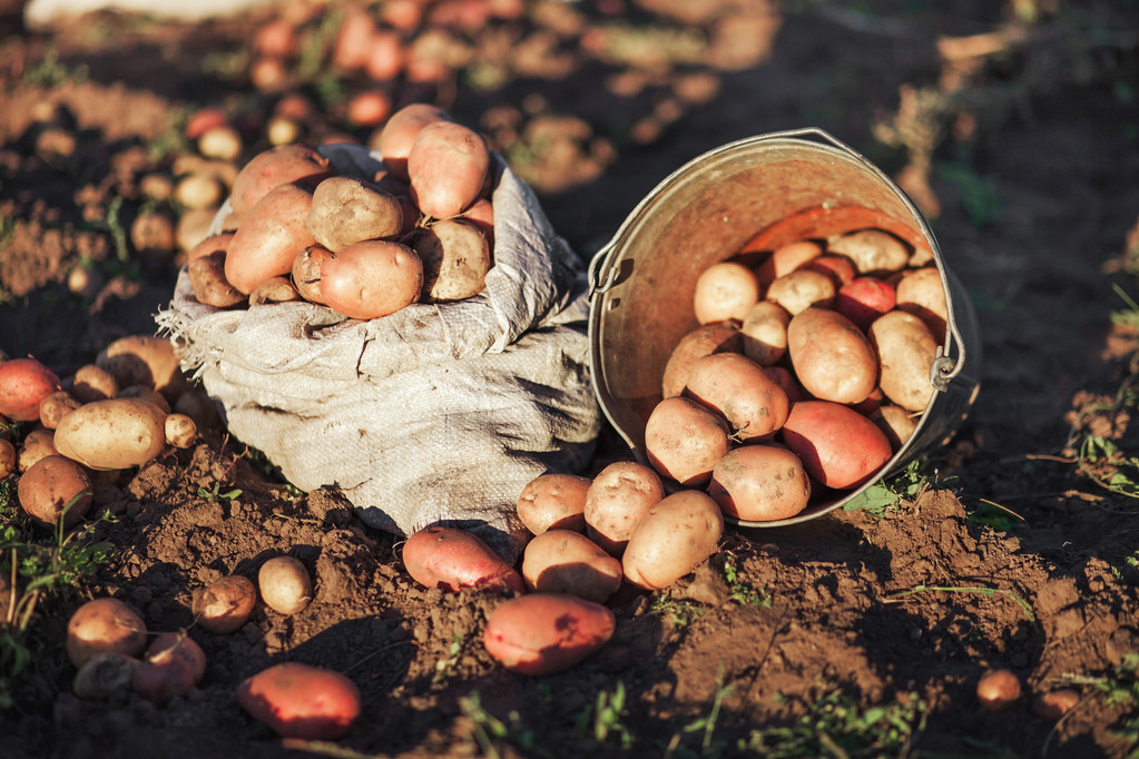 patates hasat. - Fotoğraf, Görsel