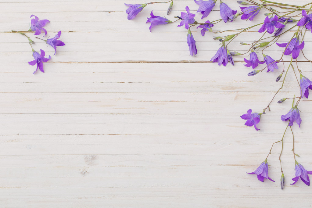 Bluebell λουλούδια om λευκό φόντο ξύλινη - Φωτογραφία, εικόνα