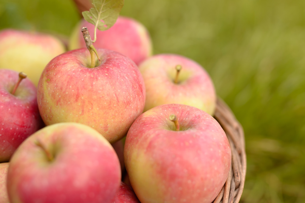 Świeże jabłka ekologiczne w koszyku na tle trawy - Zdjęcie, obraz