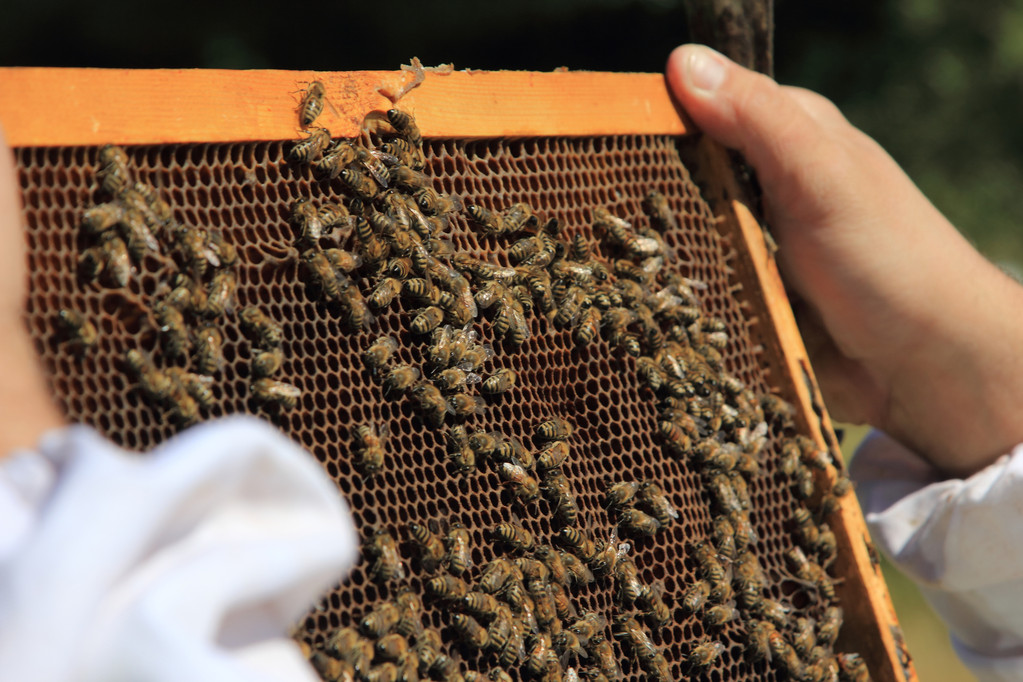abelhas dentro da colmeia
 - Foto, Imagem