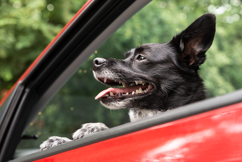 Pes na cestách autem - Fotografie, Obrázek